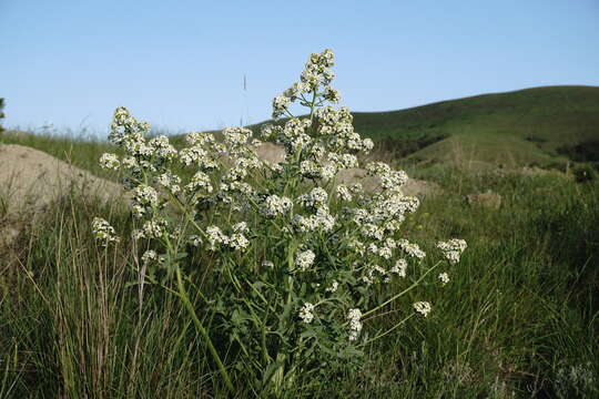 Image of Crambe tataria Sebeók