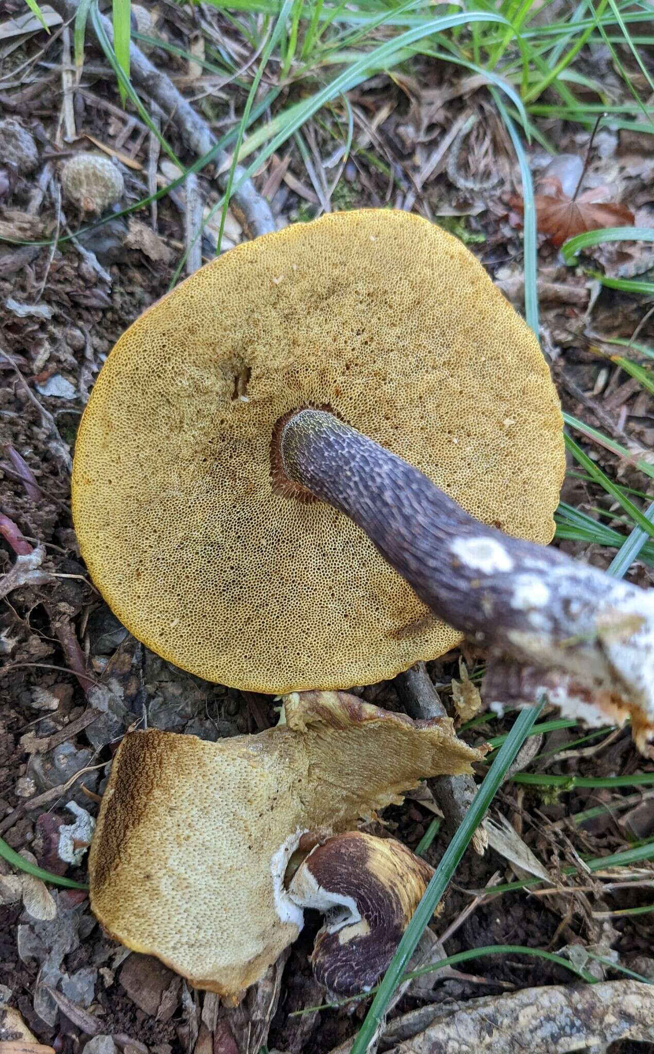 Image of Boletus violaceofuscus W. F. Chiu 1948