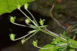 Imagem de Ourisia macrophylla subsp. macrophylla