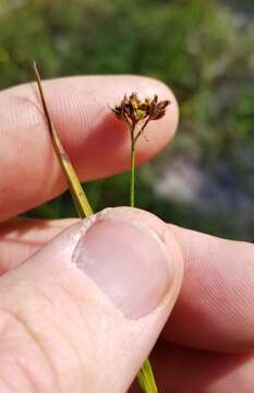 Image de Rhynchospora globularis (Chapm.) Small