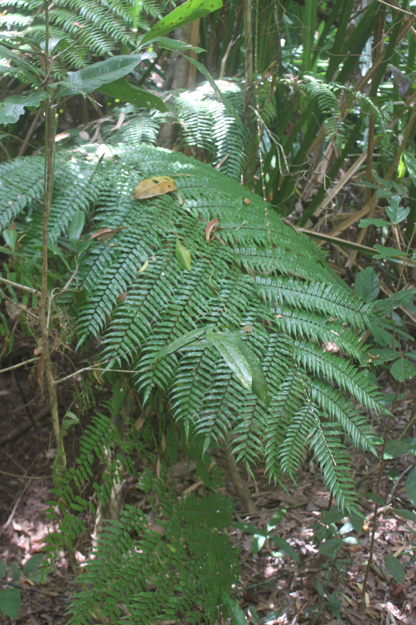 Image of Alsophila rebeccae F. Muell.