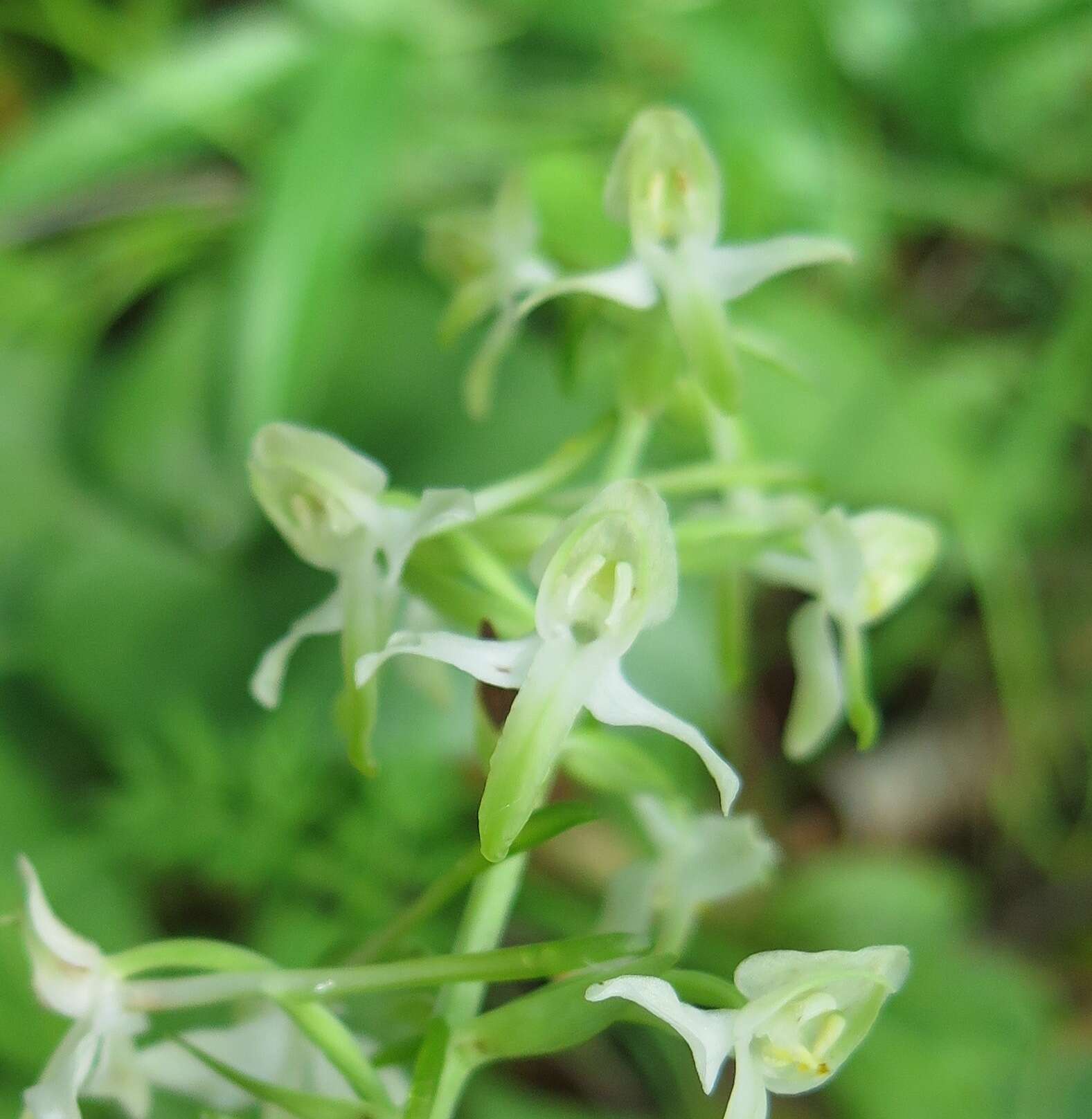 Слика од Platanthera mixta Efimov