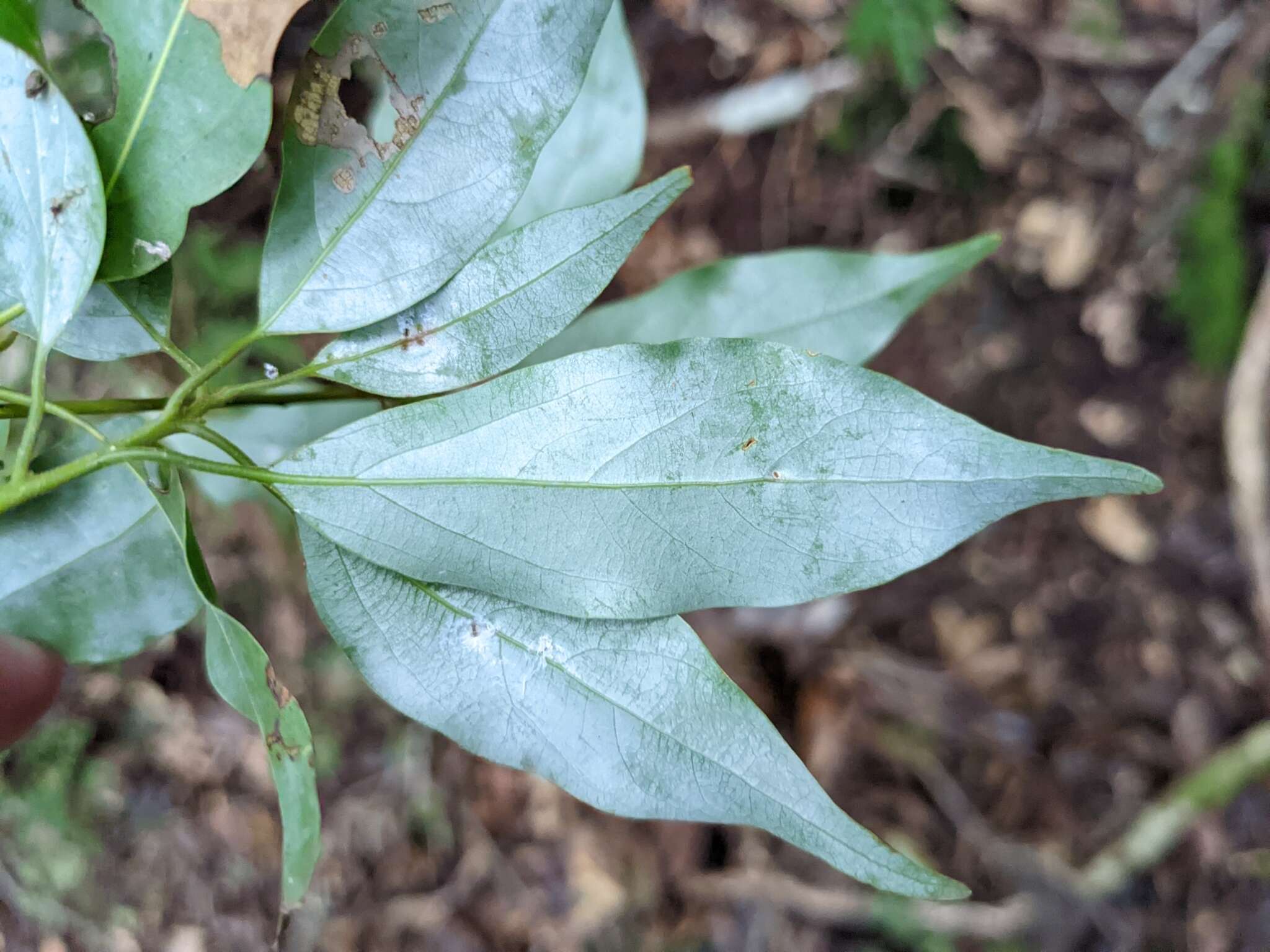 Слика од Neolitsea acuminatissima (Hayata) Kaneh. & Sasaki