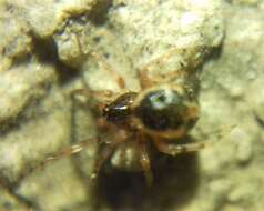 صورة Sardinidion