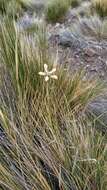 Image of Blumenbachia dissecta (Hook. & Arn.) Weigend & Grau