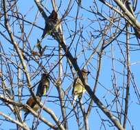 Image of Waxwing