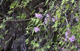 Imagem de Rhododendron macrosepalum Maxim.