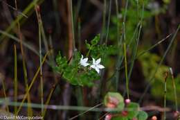 Plancia ëd Orianthera serpyllifolia (R. Br.) C. S. P. Foster & B. J. Conn