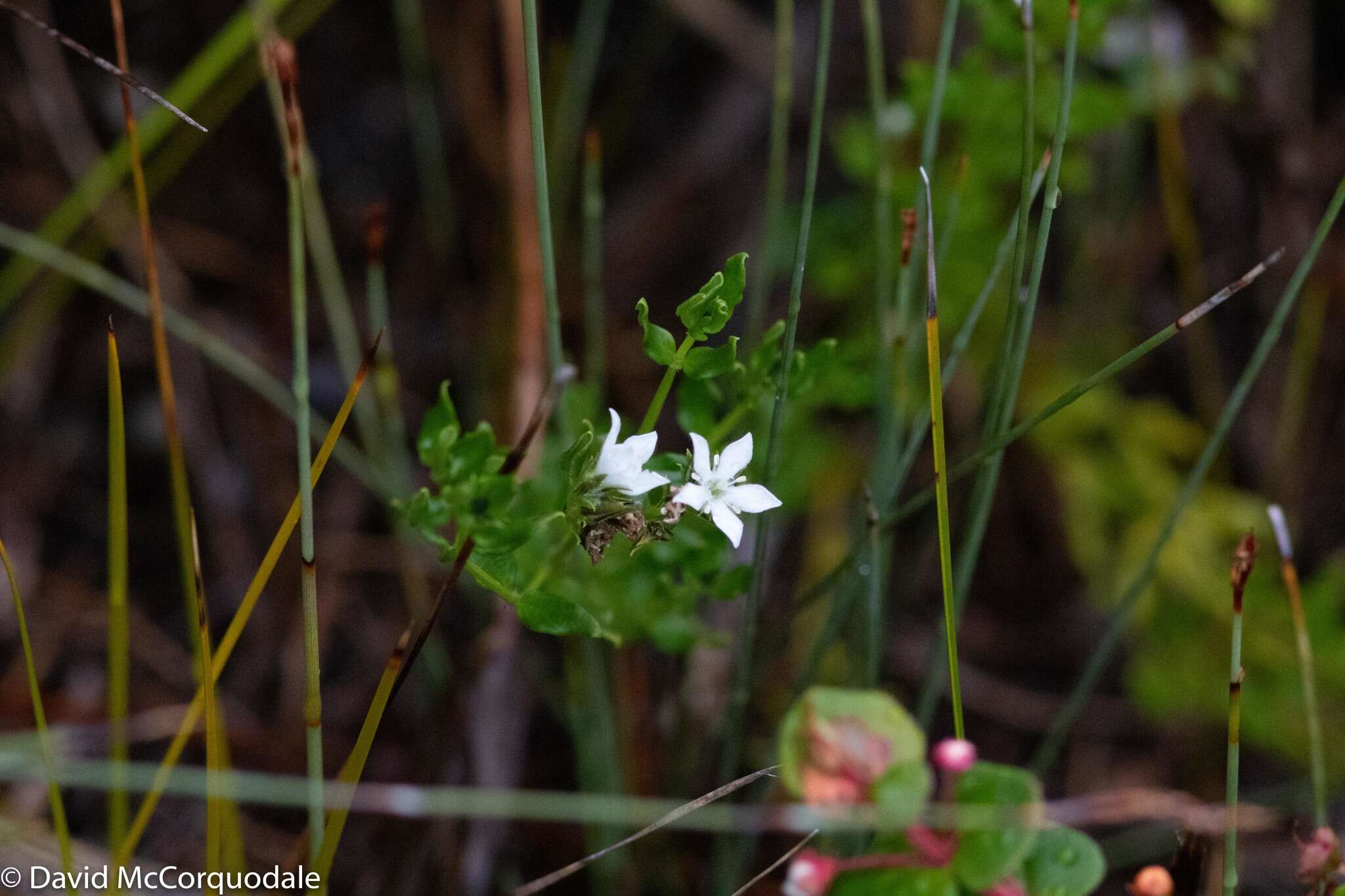 Image of Orianthera serpyllifolia (R. Br.) C. S. P. Foster & B. J. Conn