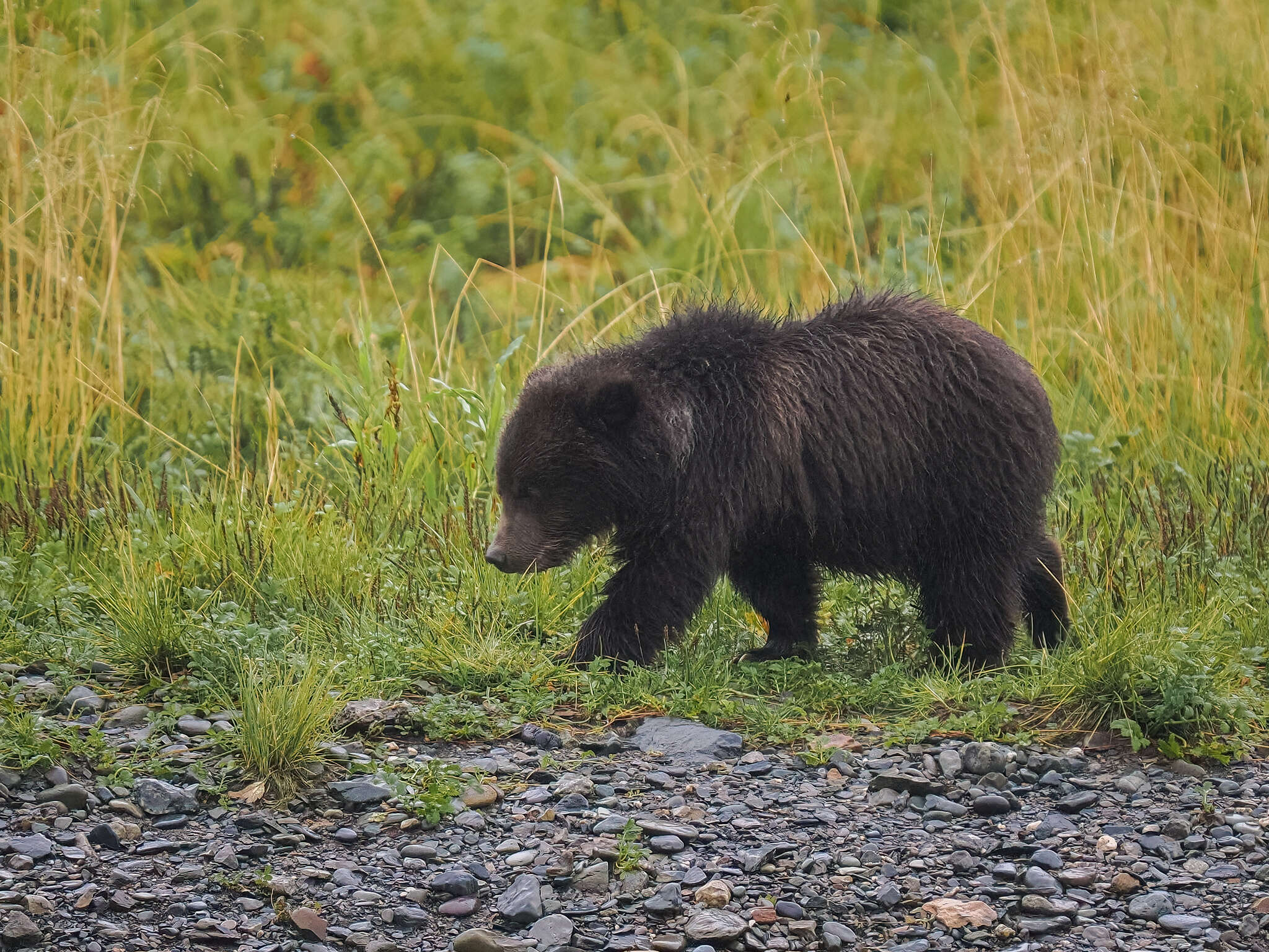 Image of Ursus arctos sitkensis Merriam 1896