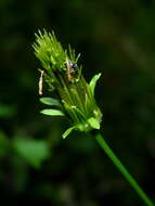 Image of Spanish needles