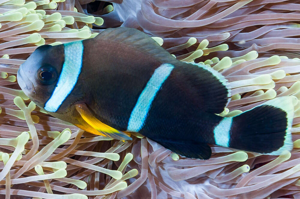 Amphiprion chrysogaster Cuvier 1830 resmi