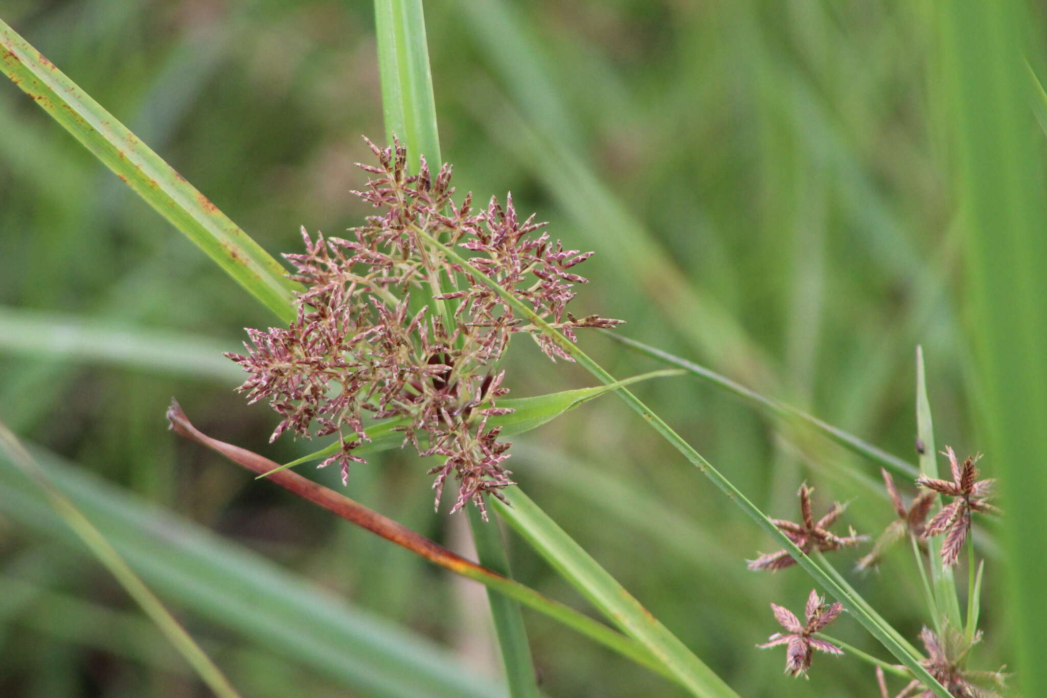 Imagem de Cyperus latifolius Poir.