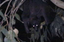 Image of Black Flying Fox