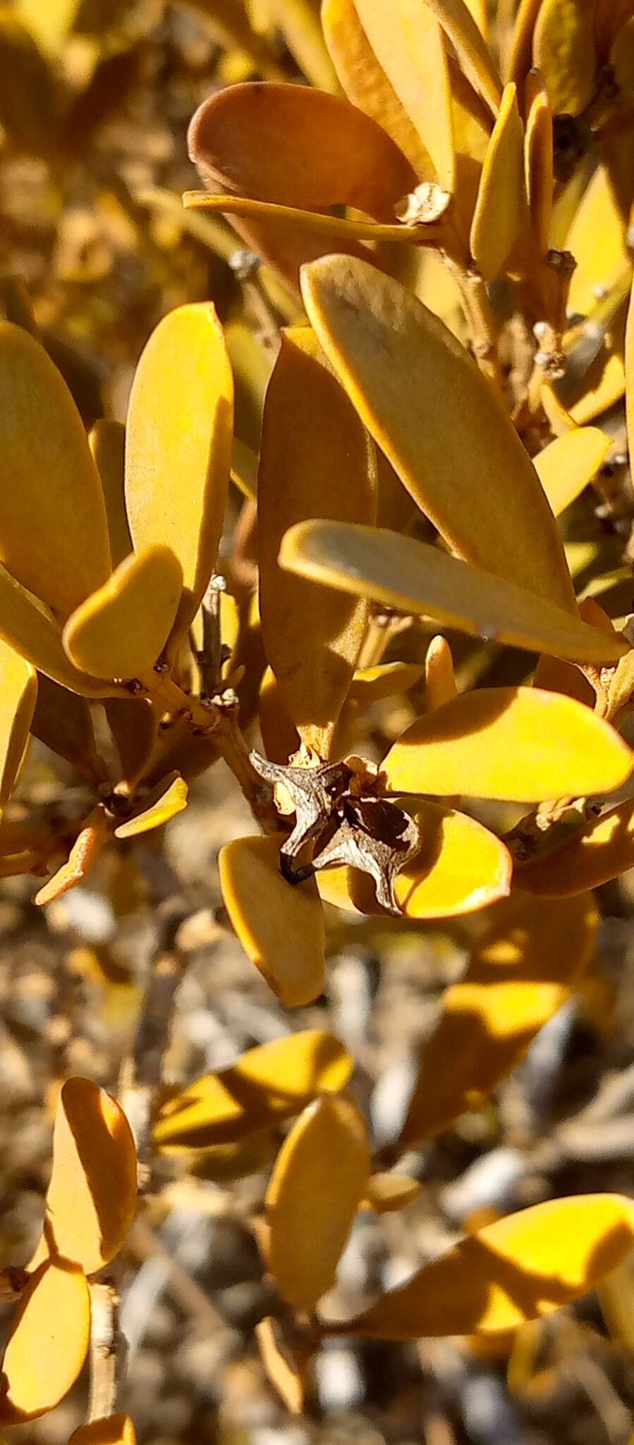 Sivun Buxus madagascarica Baill. kuva