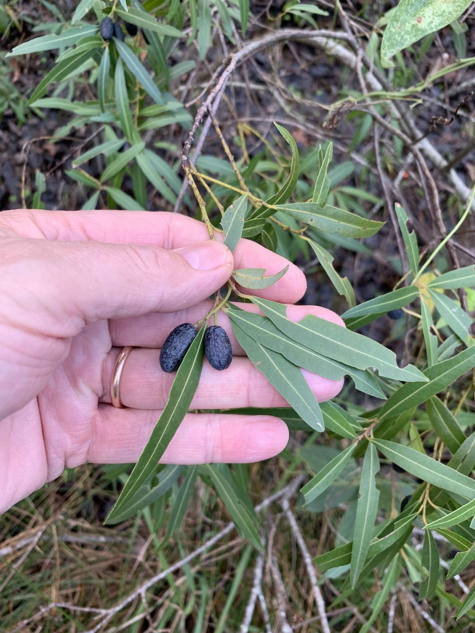 Cryptocarya angustifolia E. Mey.的圖片