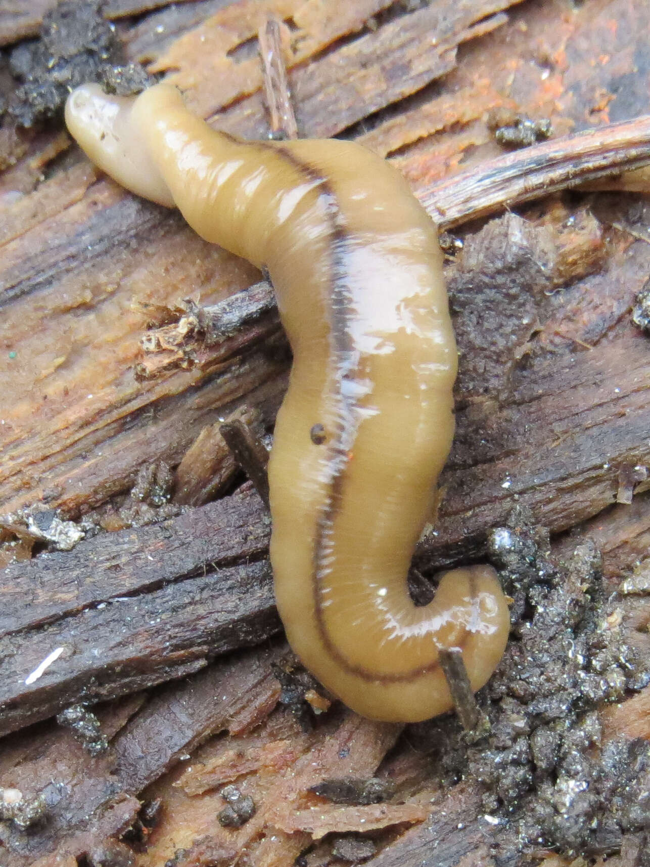 Image of Land planarian