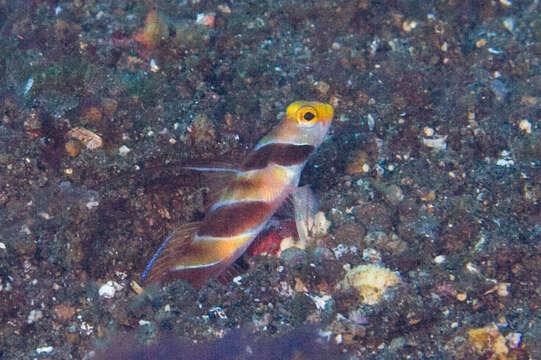 Image of Black-ray goby