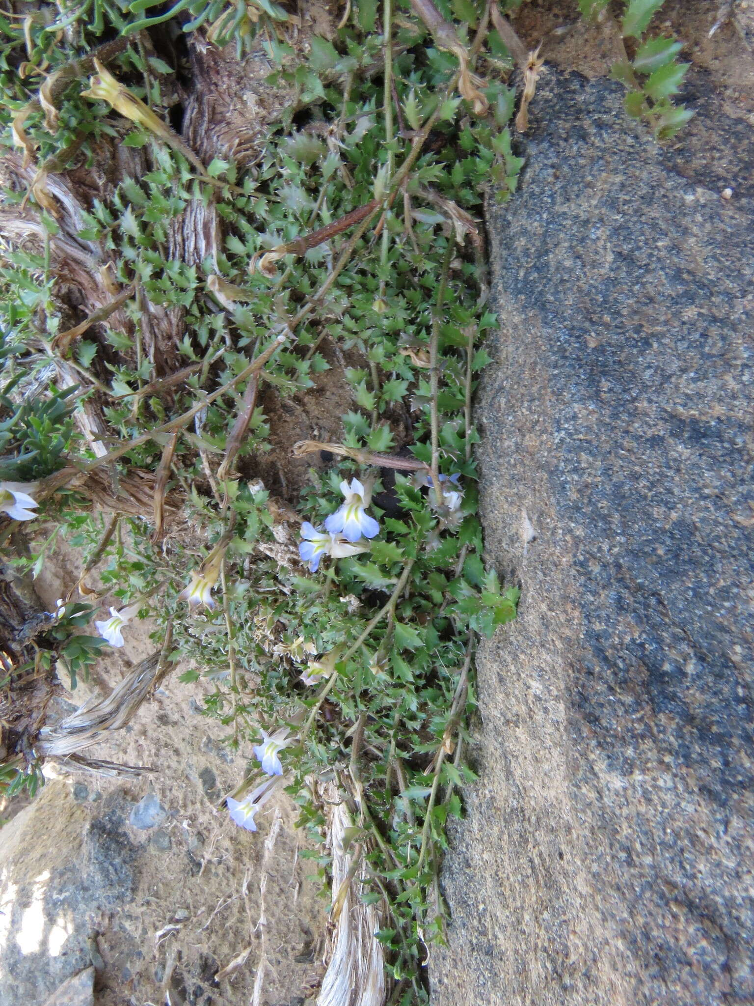 Image of Lobelia thermalis Thunb.