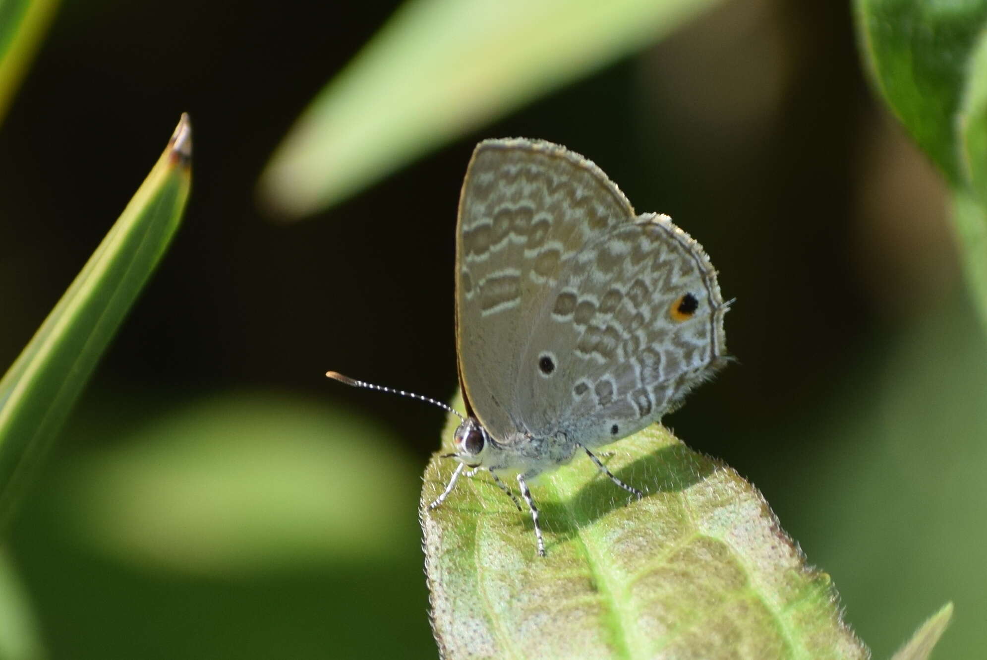 Imagem de Anthene lycaenina (Felder 1868)