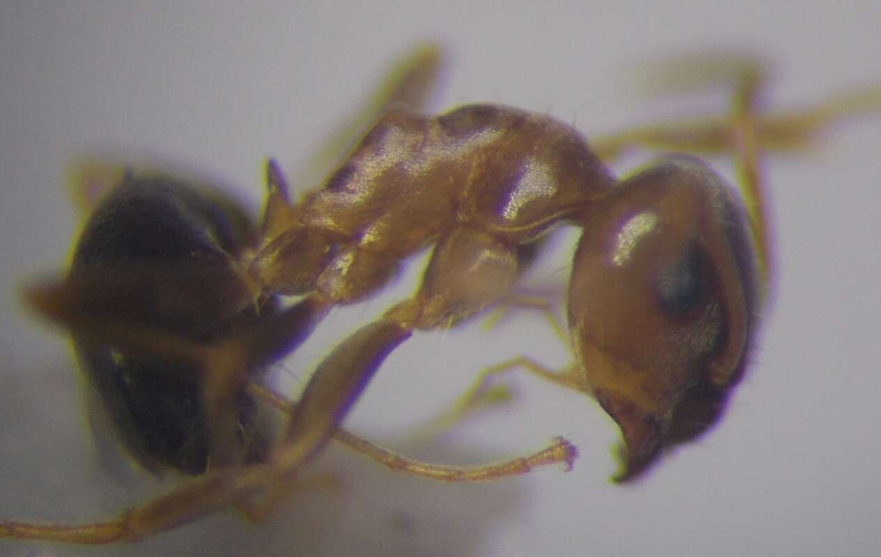 Image de Lasius psammophilus Seifert 1992