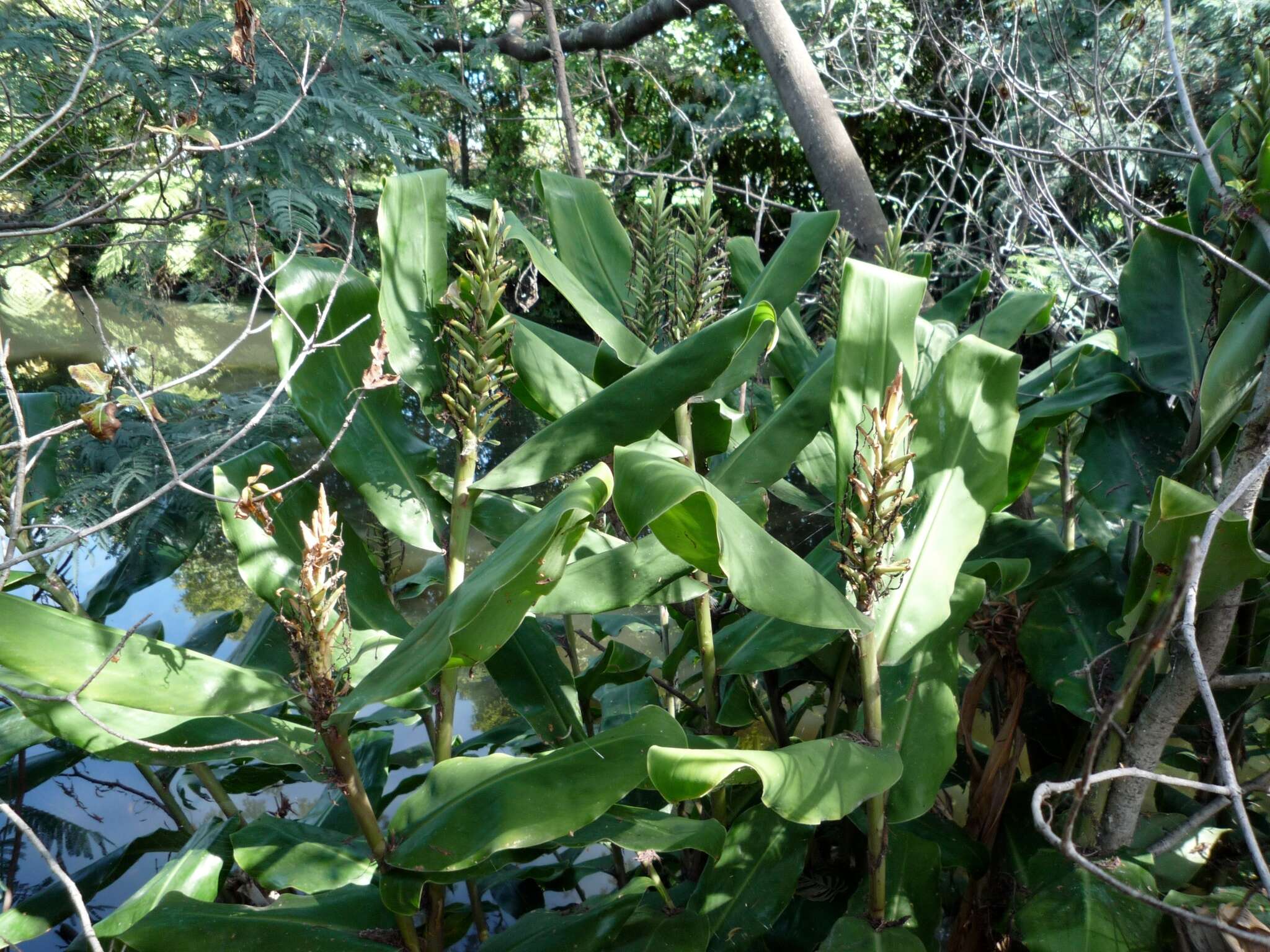Image of Kahila garland-lily