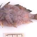 Image of D&#39;Entrecasteaux anglerfish