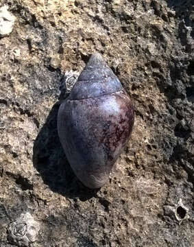 Image of rustic dove shell