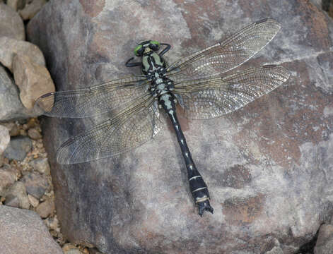 Imagem de <i>Shaogomphus postocularis epophthalmus</i> Selys 1872