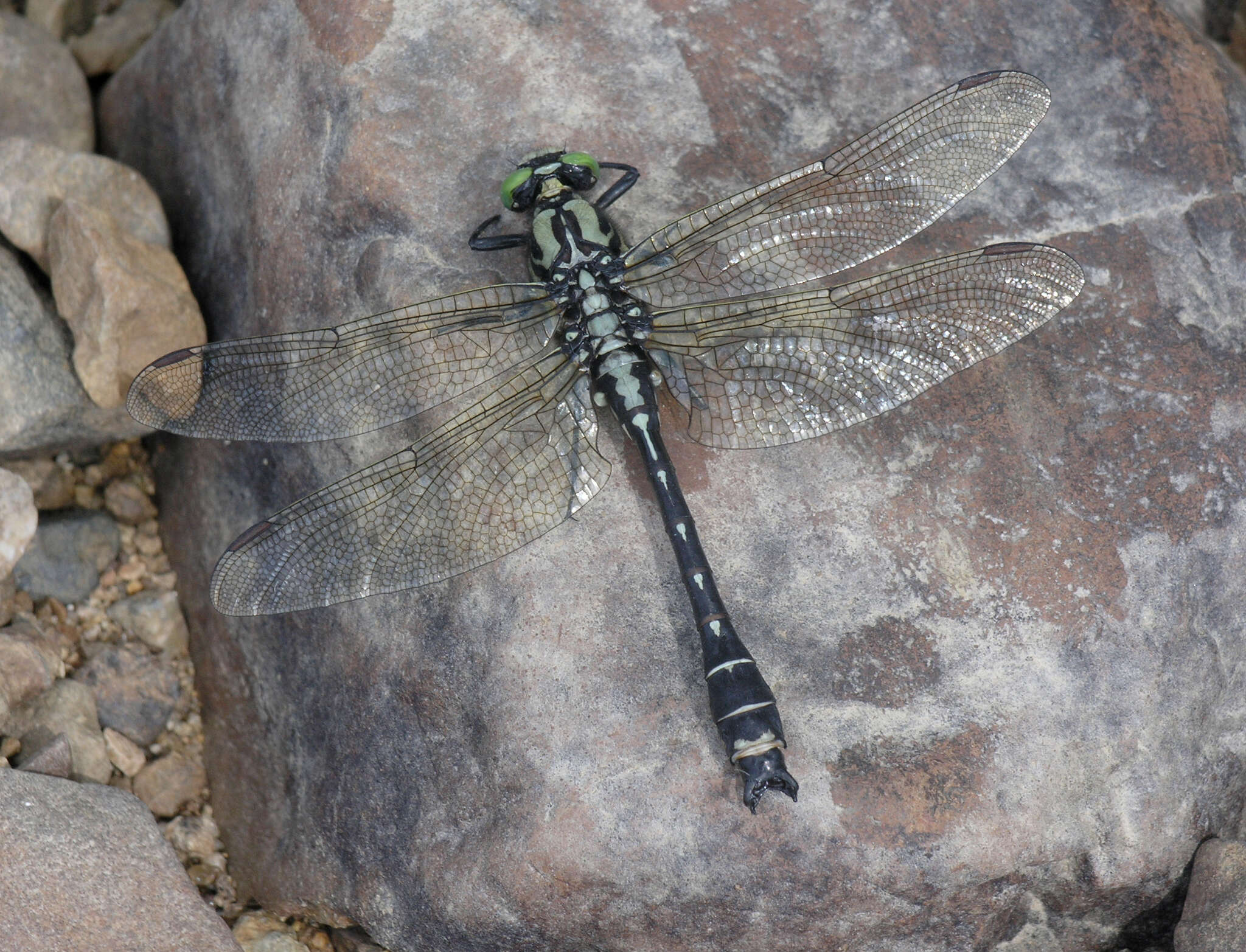 Imagem de <i>Shaogomphus postocularis epophthalmus</i> Selys 1872