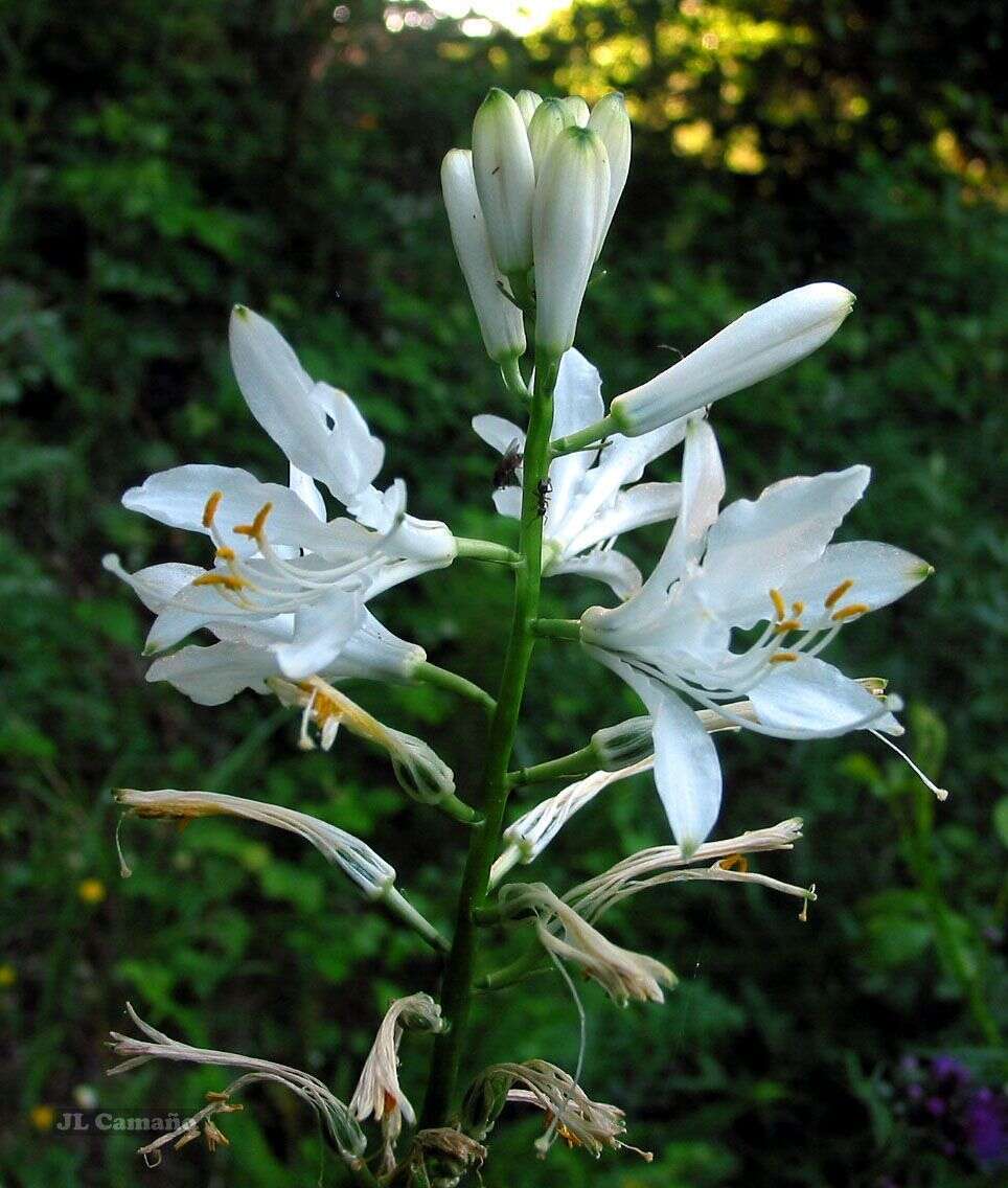 Image of Paradisea lusitanica (Cout.) Samp.