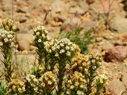 Image of Nassauvia pyramidalis Meyen