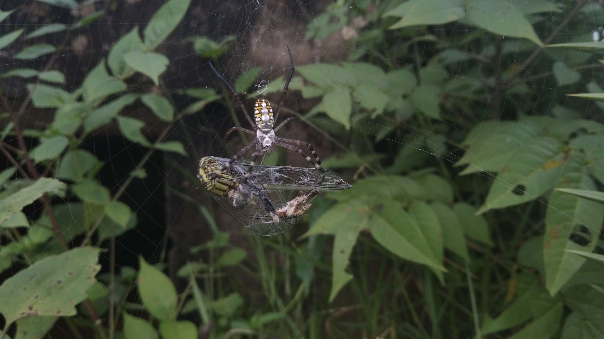 Image of Argiope catenulata (Doleschall 1859)