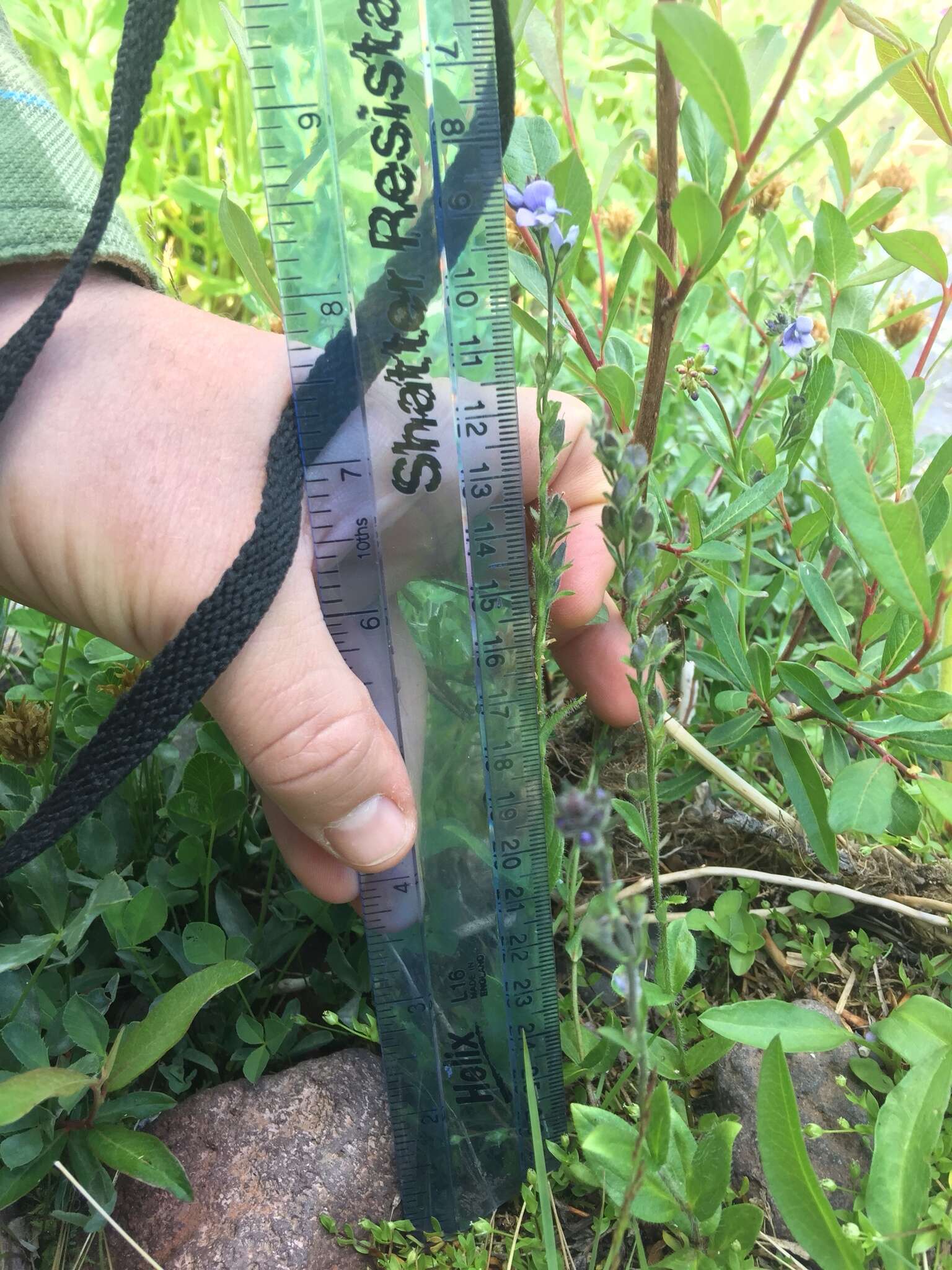 Image of American alpine speedwell