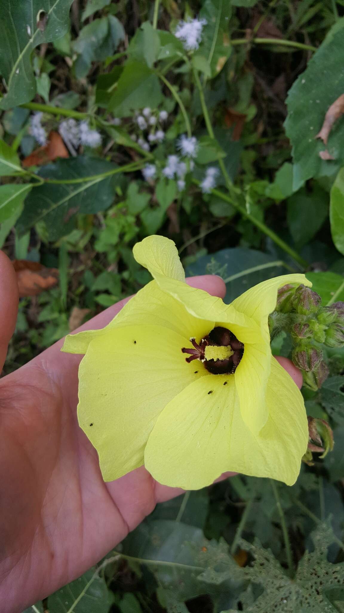 Sivun Hibiscus furcatus Roxb. kuva