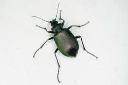 Image of <i>Calosoma maximowiczi</i>