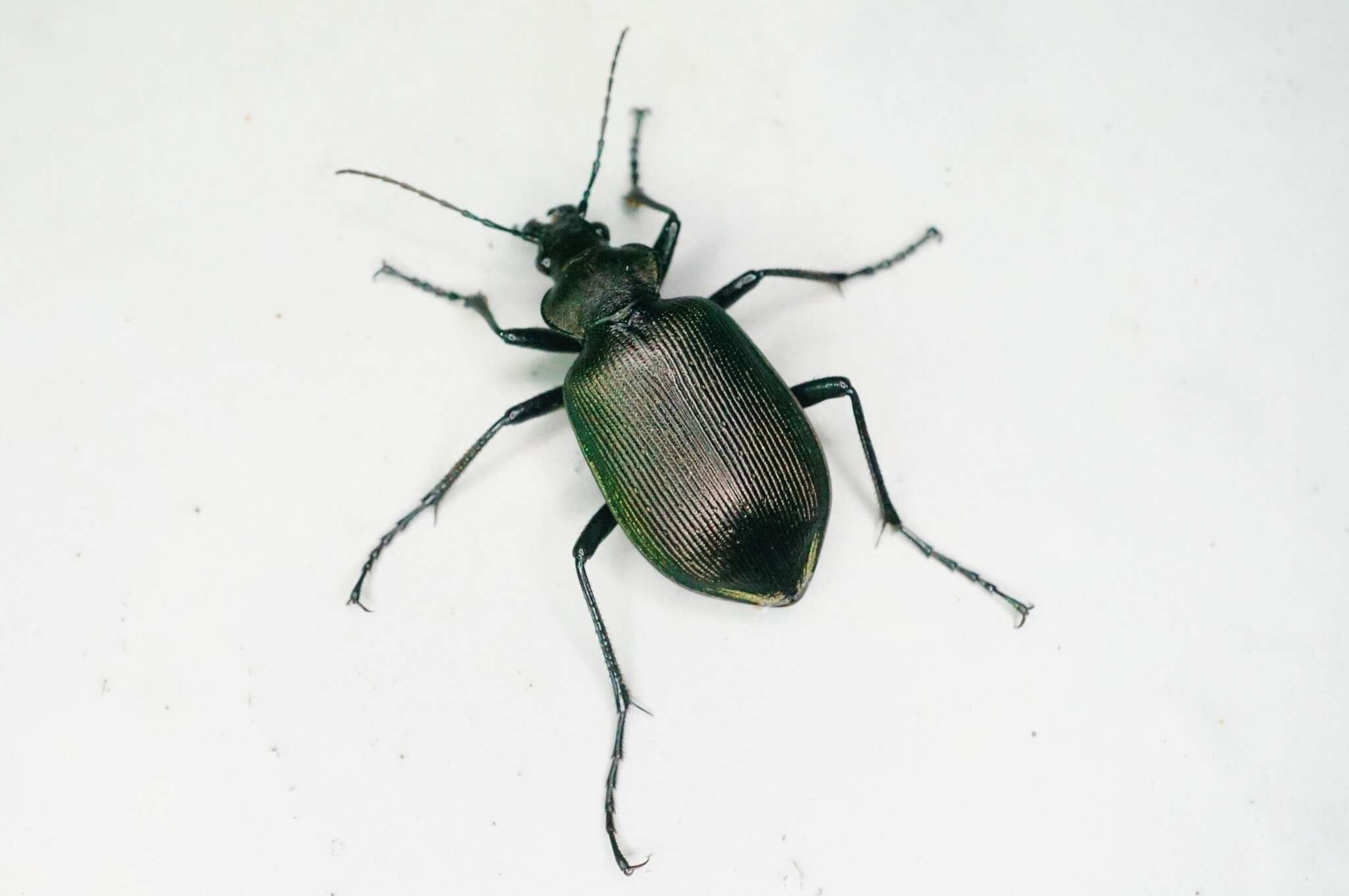 Слика од <i>Calosoma maximowiczi</i>