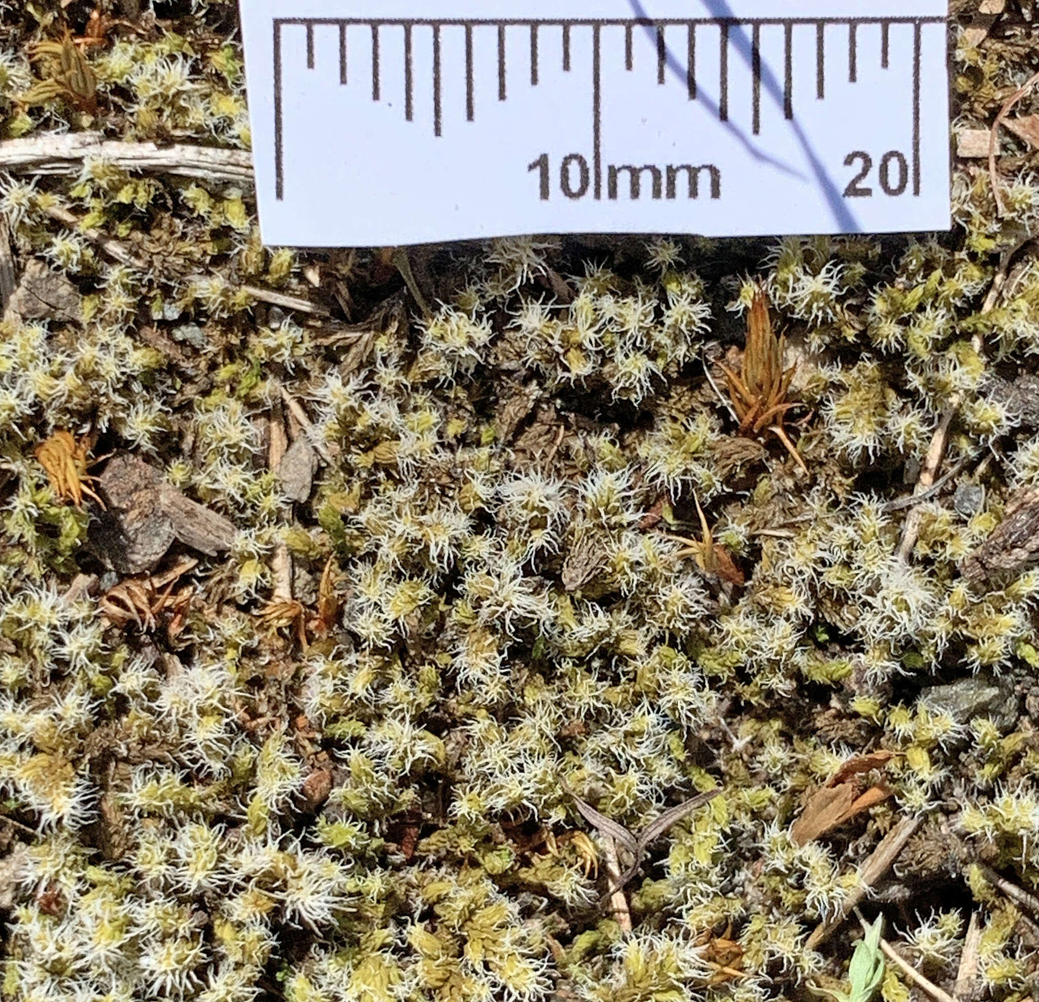 Image of elongate racomitrium moss