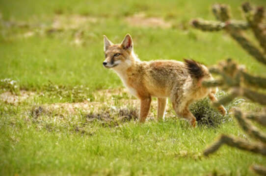 Image de Renard Véloce