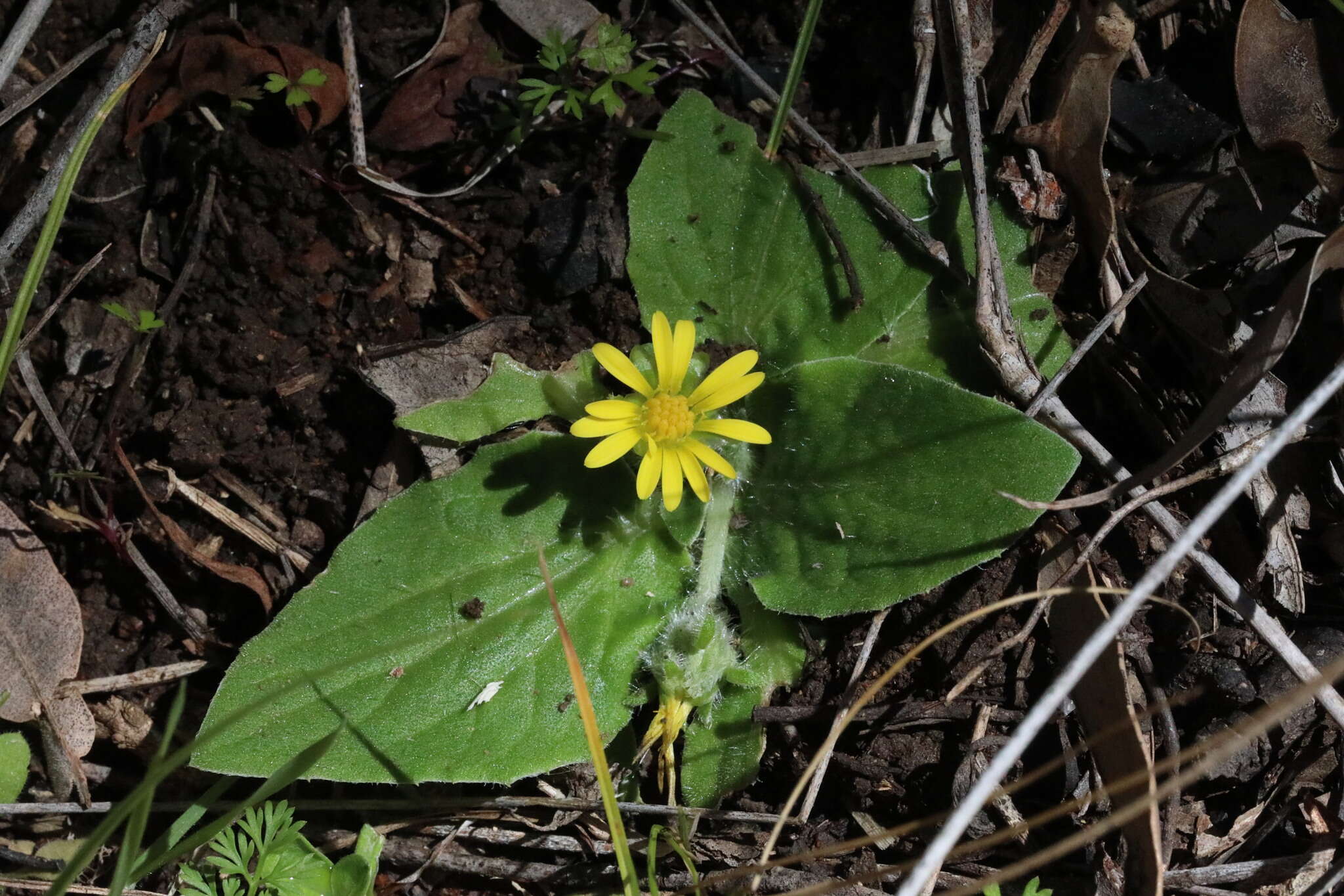 Cymbonotus lawsonianus Gaud. resmi