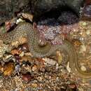 Image of Spotted eel blenny