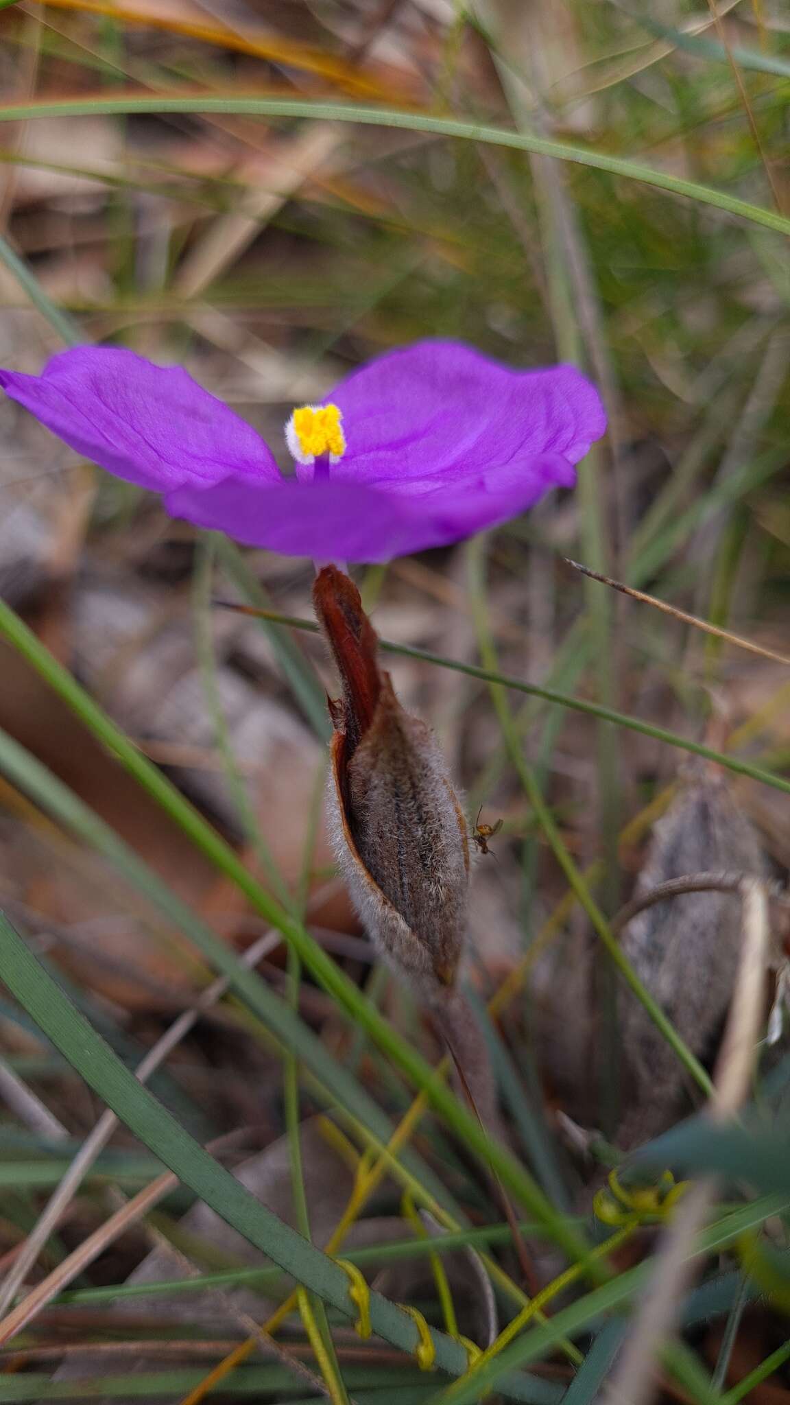 Image of Patersonia sericea var. longifolia (R. Br.) C. Moore & Betche