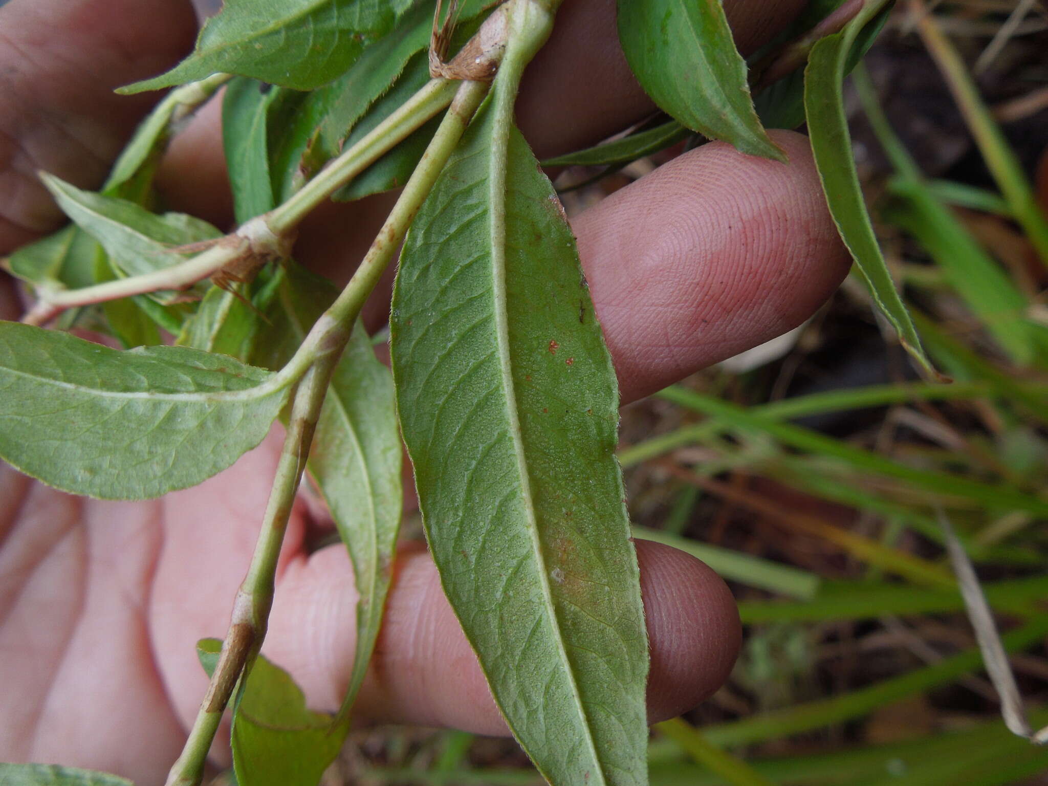 Image of Dotted Smartweed