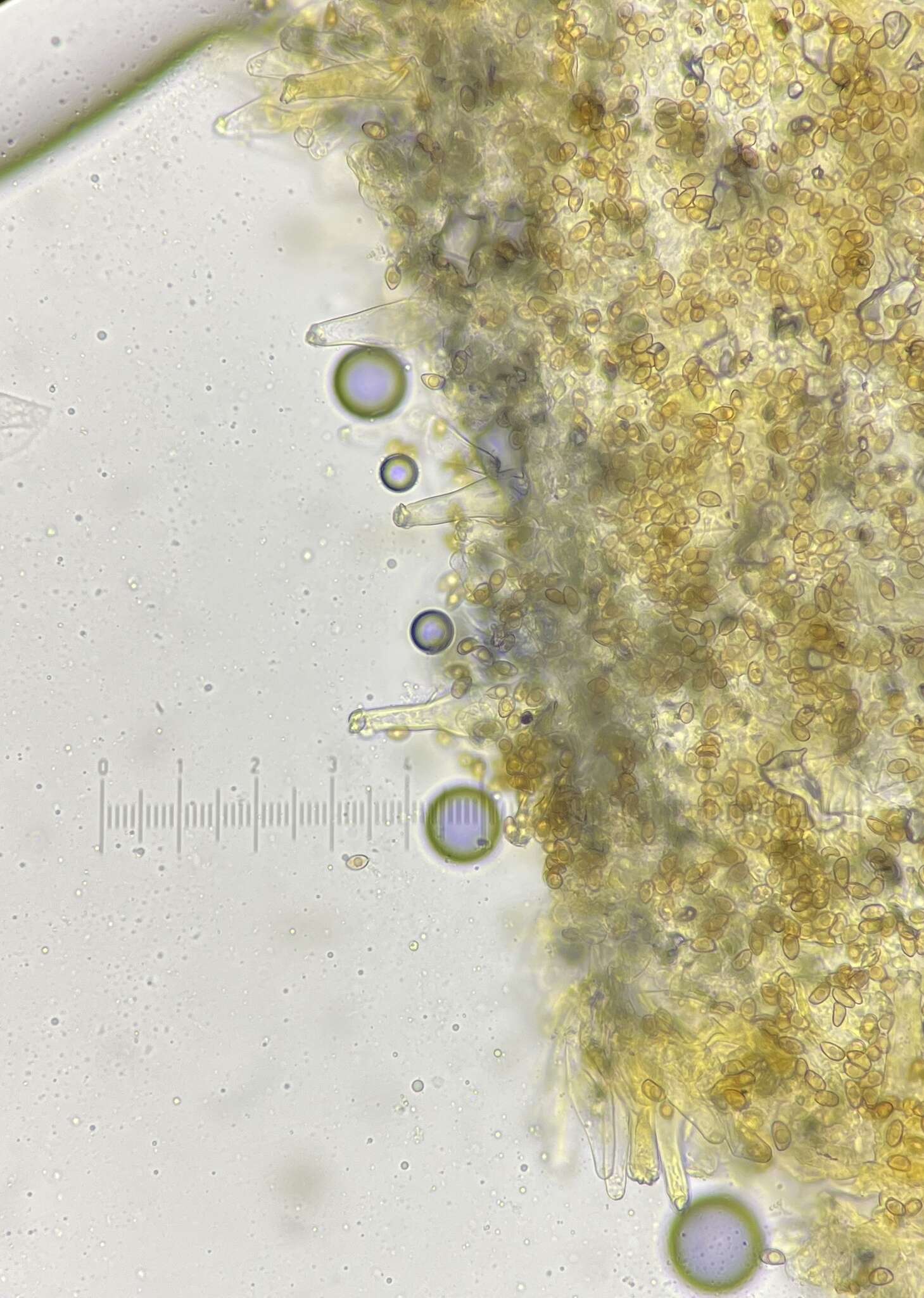 Image of Inocybe fuscescentipes Kühner 1988