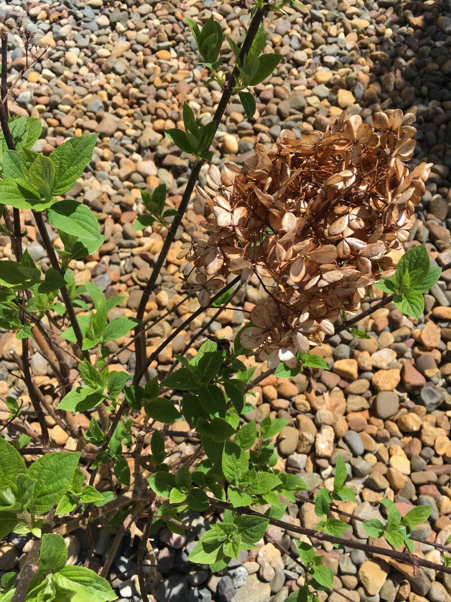 Plancia ëd Hydrangea macrophylla (Thunb.) Seringe