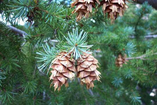 Image of Mexican Douglas-fir