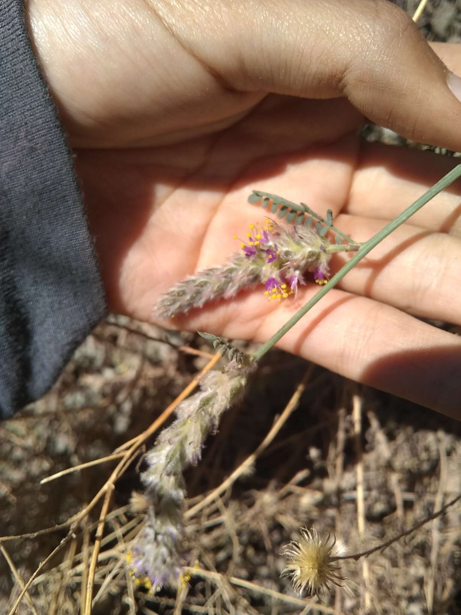 Image of Pringle's prairie clover