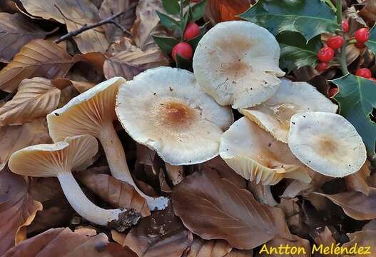 Image of Hygrophorus lindtneri M. M. Moser 1967