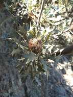 Image of Banksia arborea (C. A. Gardner) A. R. Mast & K. R. Thiele