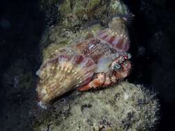 Image of jeweled anemone hermit